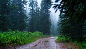 Wald, in dem es regnet.