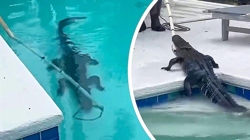 Alligator in der Nachbarschaft – Raubtier entspannt sich im Pool