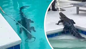 Alligator in der Nachbarschaft – Raubtier entspannt sich im Pool