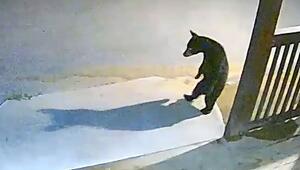 Unheimlicher Artgenosse: Junger Bär erschreckt vor eigenem Schatten