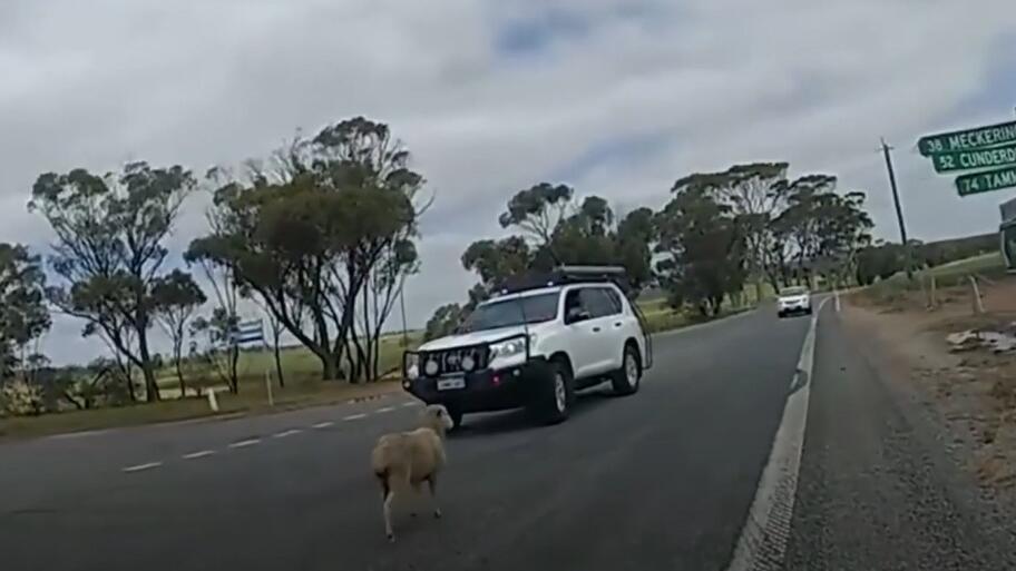 entlaufenes Schaf auf der Strasse