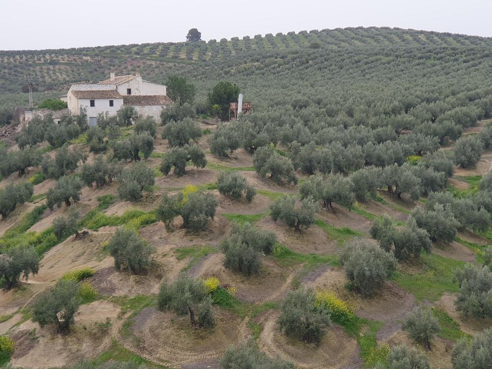 Ein Olivenhain in Andalusien