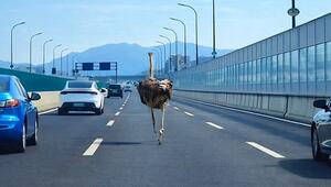Ungewöhnlicher Verkehrsteilnehmer: Strauss läuft mitten auf Autobahn in China