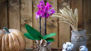 Orchidee mit Herbstdeko