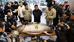 Japanische Thunfisch-Auktion