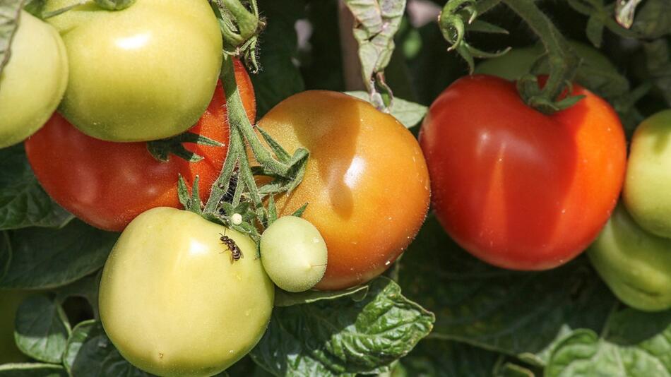 Tomaten ernten