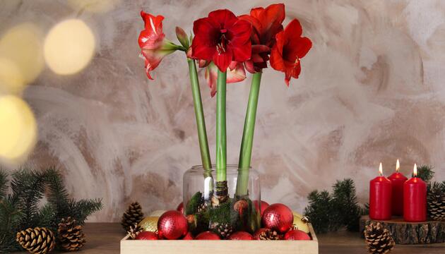 Amaryllis