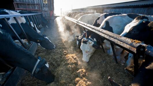 Methan, Methangas, Landwirtschaft, Klima, Klimawandel, Klimakrise, Erderwärmung