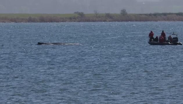 Gestrandeter Wal: Atmung inzwischen schwächer