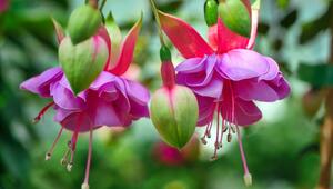 Fuchsie vermehren