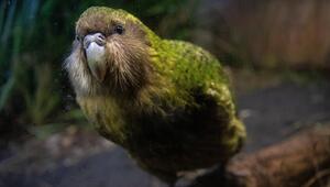 Kakapo