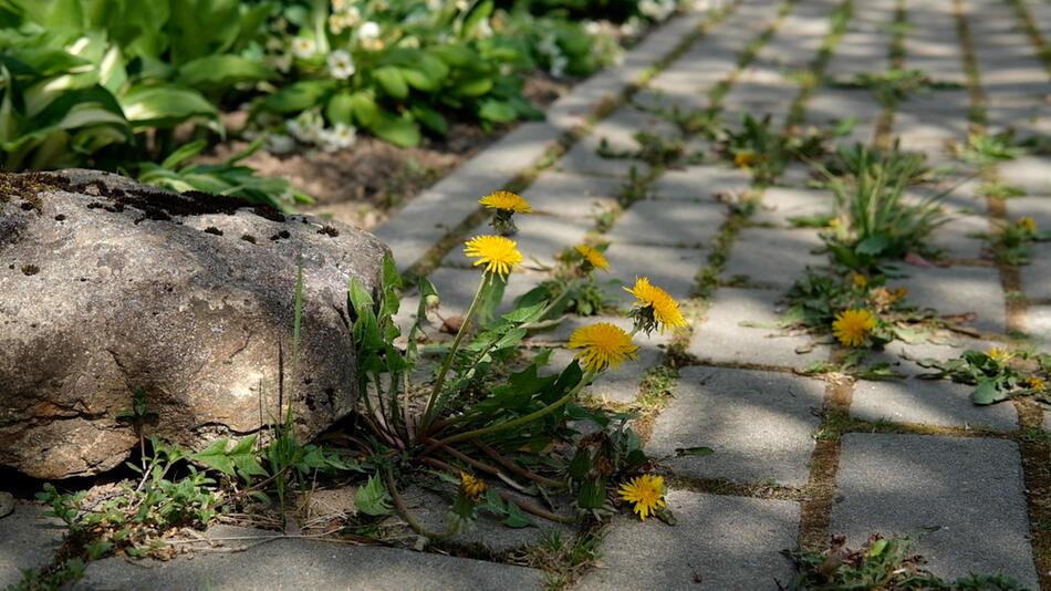 Löwenzahn spriesst aus den Fugen zwischen Steinplatten empor