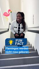 Flamingos werden nicht rosa geboren