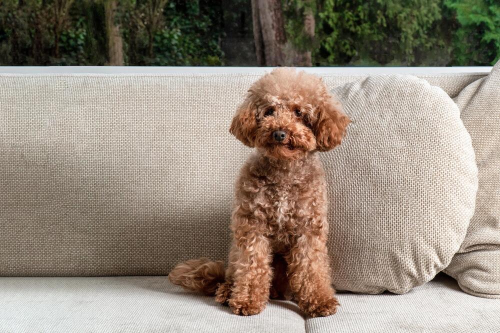 Ein Pudel sitzt auf einem Sofa