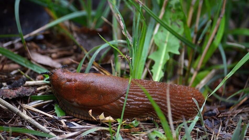 sägespäne gegen schnecken