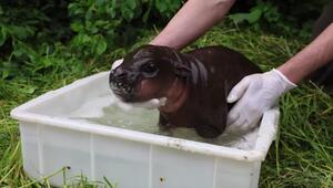 Hippo-Glück im Zoo Berlin