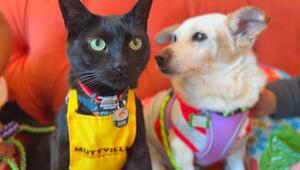 Felliger Personalchef: Kater Little Dude prüft Tierheim-Hunde auf Katzentauglichkeit