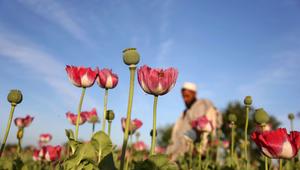 Opiumanbau in Afghanistan