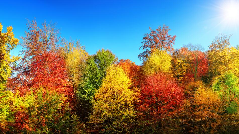 Bäume mit buntem Herbstlaub