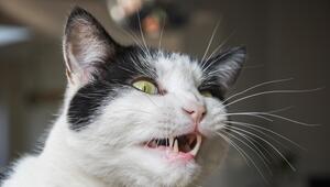 Eine weisse Katze mit schwarzem Fleck an Ohr und Wange öffnet das Maul.