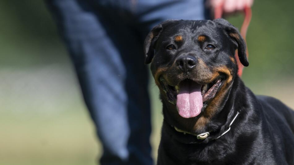 Rottweiler