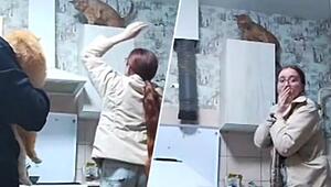 Teure Rettungsaktion: Frau will Katze vom Schrank holen – und randaliert in der Küche