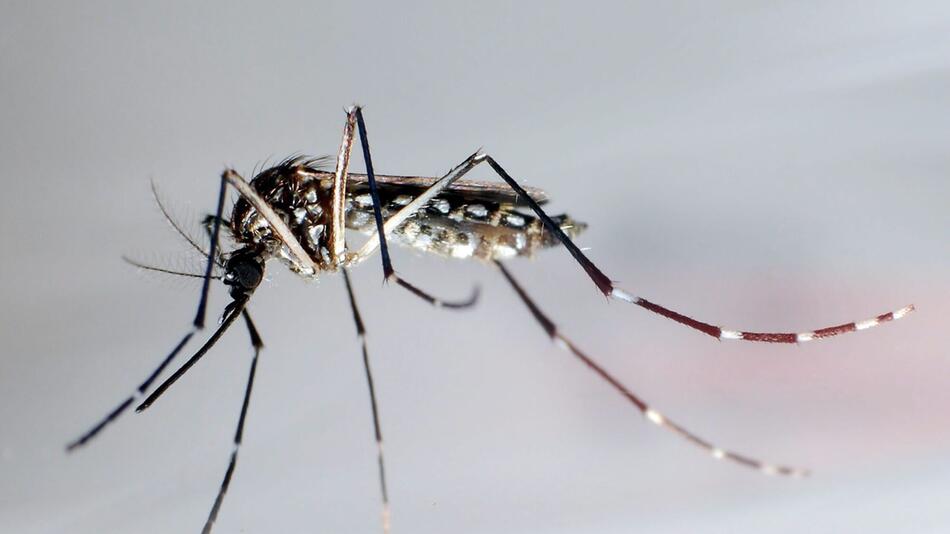 Was Reisende über das Dengue-Fieber wissen sollten