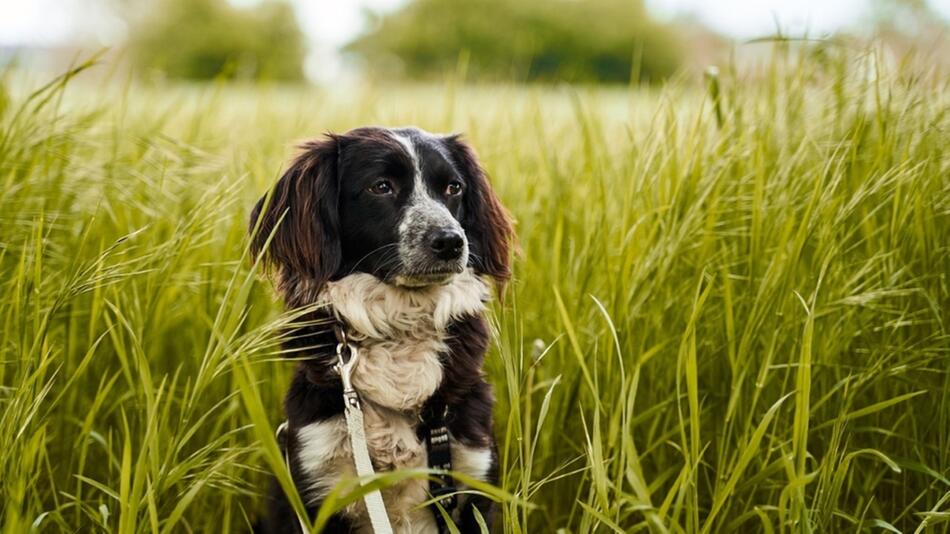 dürfen hunde gras fressen