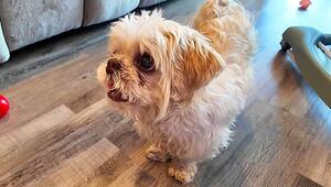 Rätselhafte Reise: Vermisster Hund aus Florida taucht in New York wieder auf