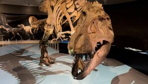 Seltener Fund in den USA: Erstmals Fährte von erwachsenem T-Rex entdeckt