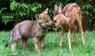 Wolfsbaby und Rehkitz