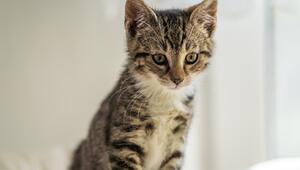 Katze kneten