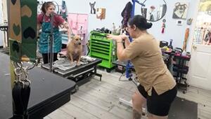 Schräge Tanzeinlage: Hundefriseurin lenkt Hund beim Nägelschneiden ab