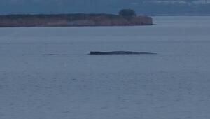 Rettung in letzter Minute? Neuer Versuch für gestrandeten Wal