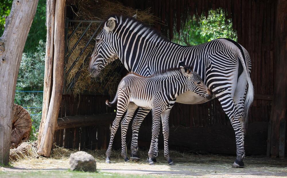 Debatte um getötetes Zebra im Leipziger Zoo