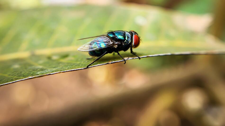 Cochliomyia hominivorax, Schraubenwurmfliege