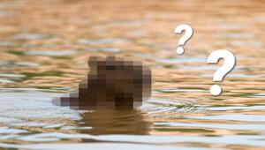 Rätsel: Erkennen Sie dieses Tier? (Capybara)