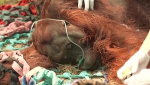 Orang-Utans durch Brände in Indonesien in akuter Gefahr