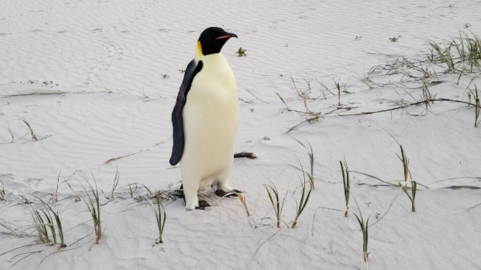 Kaiserpinguin strandet in Australien