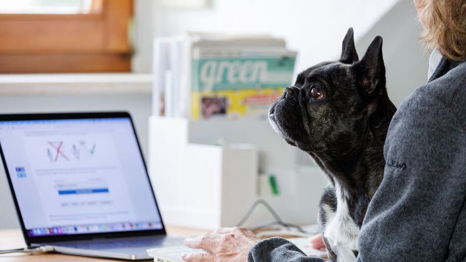 Eine Frau arbeitet mit einem Hund auf dem Schoss am Laptop