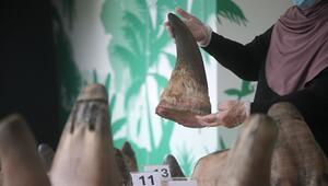 Singapur stoppt bisher grössten Schmuggel mit Nashorn-Horn