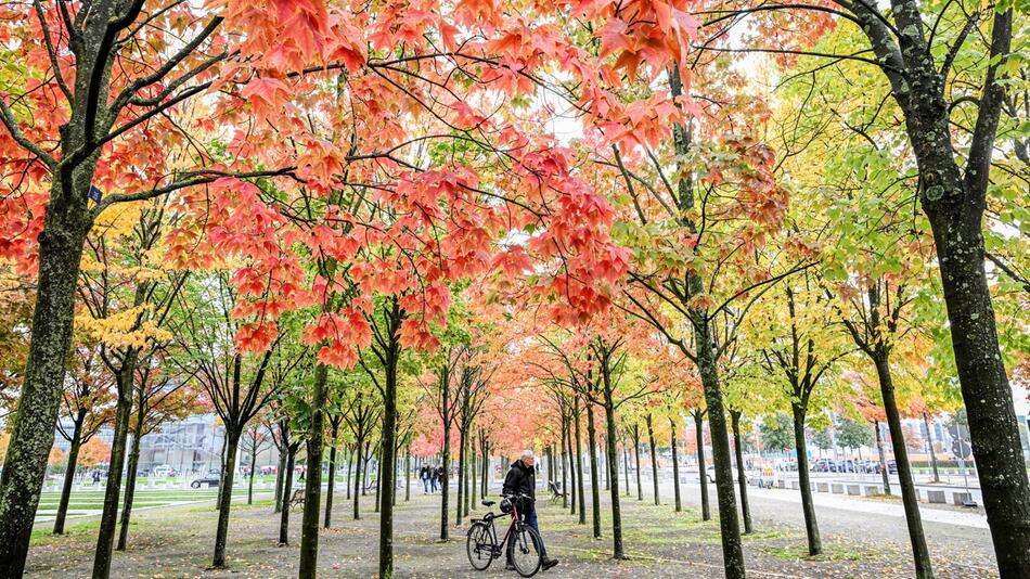 Rotes Herbstlaub