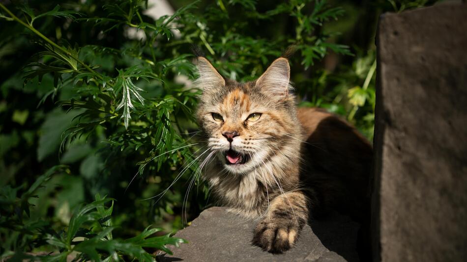Katze