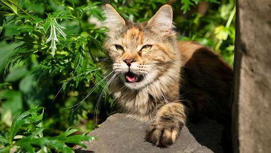 Katze