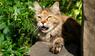 Katze