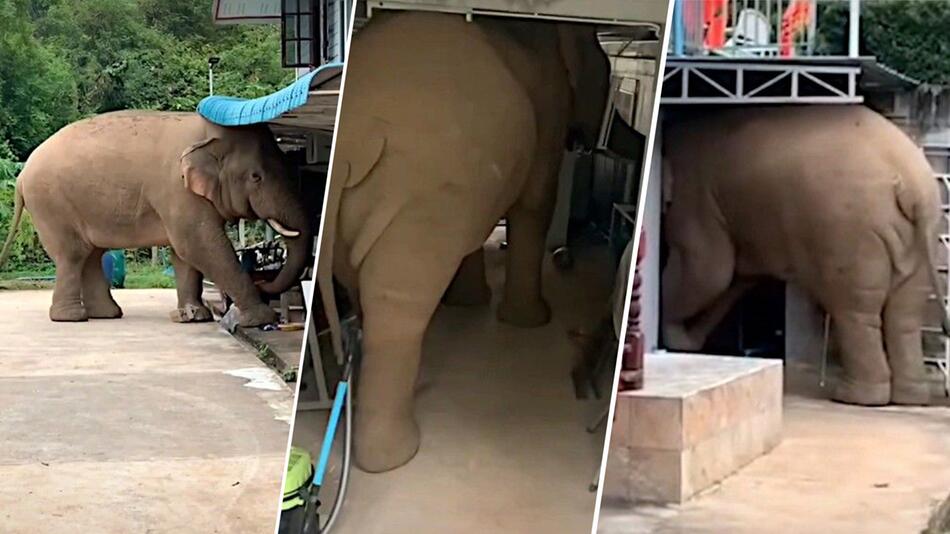 Auf Raubzug: Hungriger Elefant bricht in Haus ein