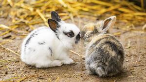 Zwei junge Hauskaninchen