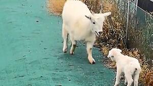 Herzerwärmende Wiedervereinigung: Ziege rennt zu ihrem verirrten Baby