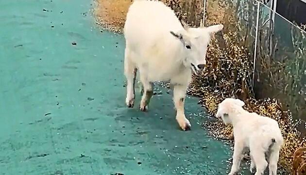 Herzerwärmende Wiedervereinigung: Ziege rennt zu ihrem verirrten Baby
