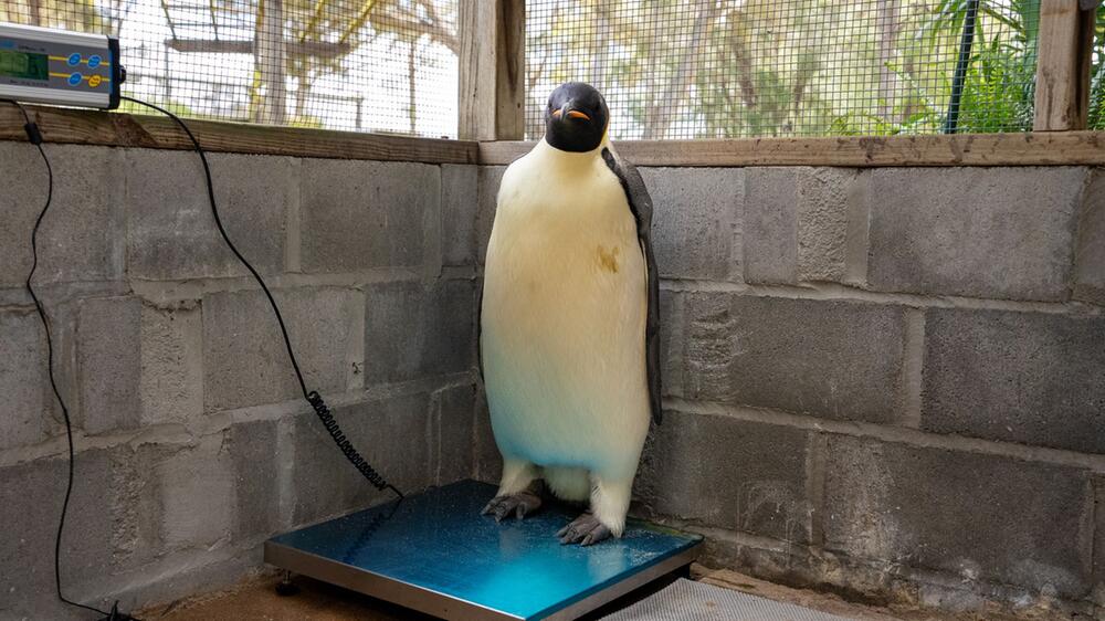 Kaiserpinguin strandet in Australien